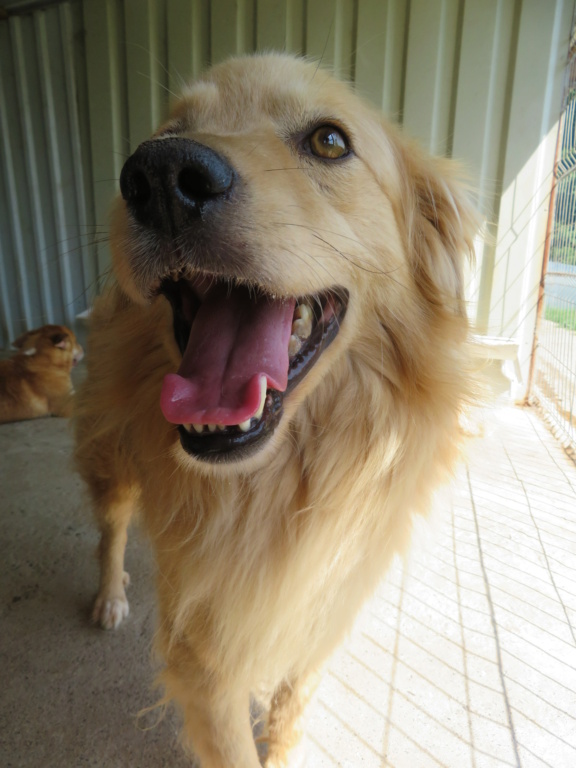 LUPIN (ex GOLDEN) - mâle, de taille moyenne - né environ en juillet 2016 - (Fourrière de Giurgiu) - REMEMBER ME LAND - Adopté par Marine et Aziz (94)  Golden17