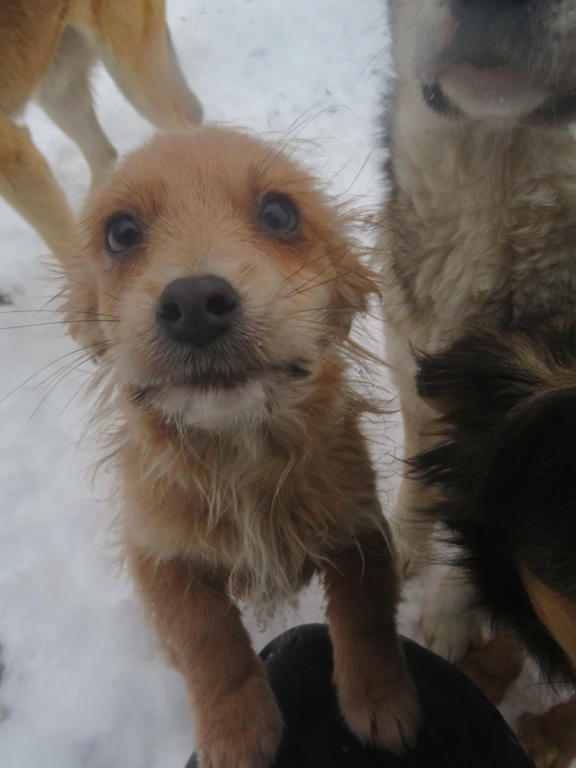 SAM (ex GRELOT) - chiot mâle, de petite taille à l'âge adulte - né environ en septembre 2021 - REMEMBER ME LAND - Adopté par Virginie (78)  Grelot20