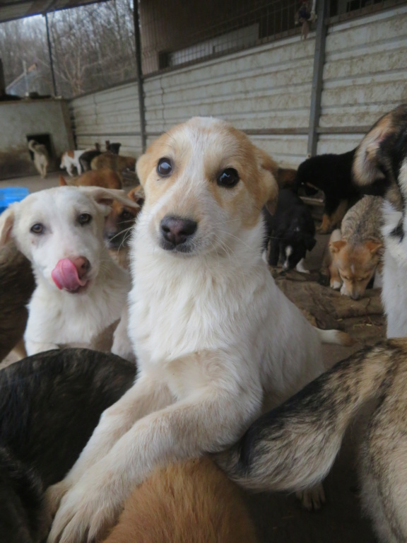 LOLA (ex GRENACHE) - chiot femelle , de taille moyenne à l'âge adulte - née environ en octobre 2021 - REMEMBER ME LAND - Adoptée par  Michèle (57)  Grenac23