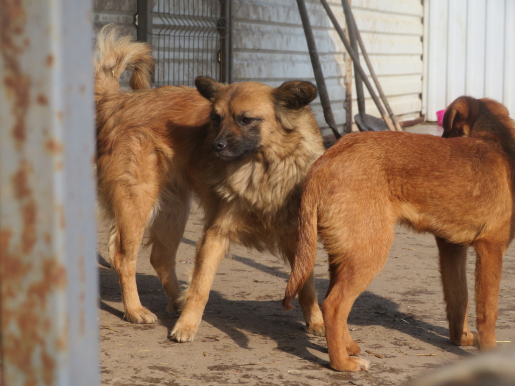 GIPSY (ex GRINCHA) - femelle, de taille petite à moyenne - née environ en mars 2018 - Adoptée par Andrea (92) Grinch11