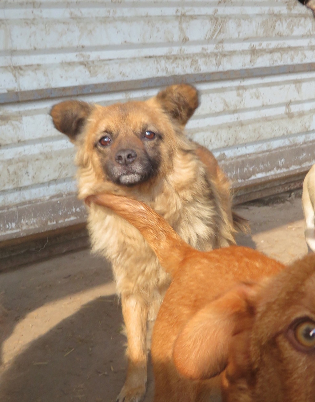 GIPSY (ex GRINCHA) - femelle, de taille petite à moyenne - née environ en mars 2018 - Adoptée par Andrea (92) Grinch13