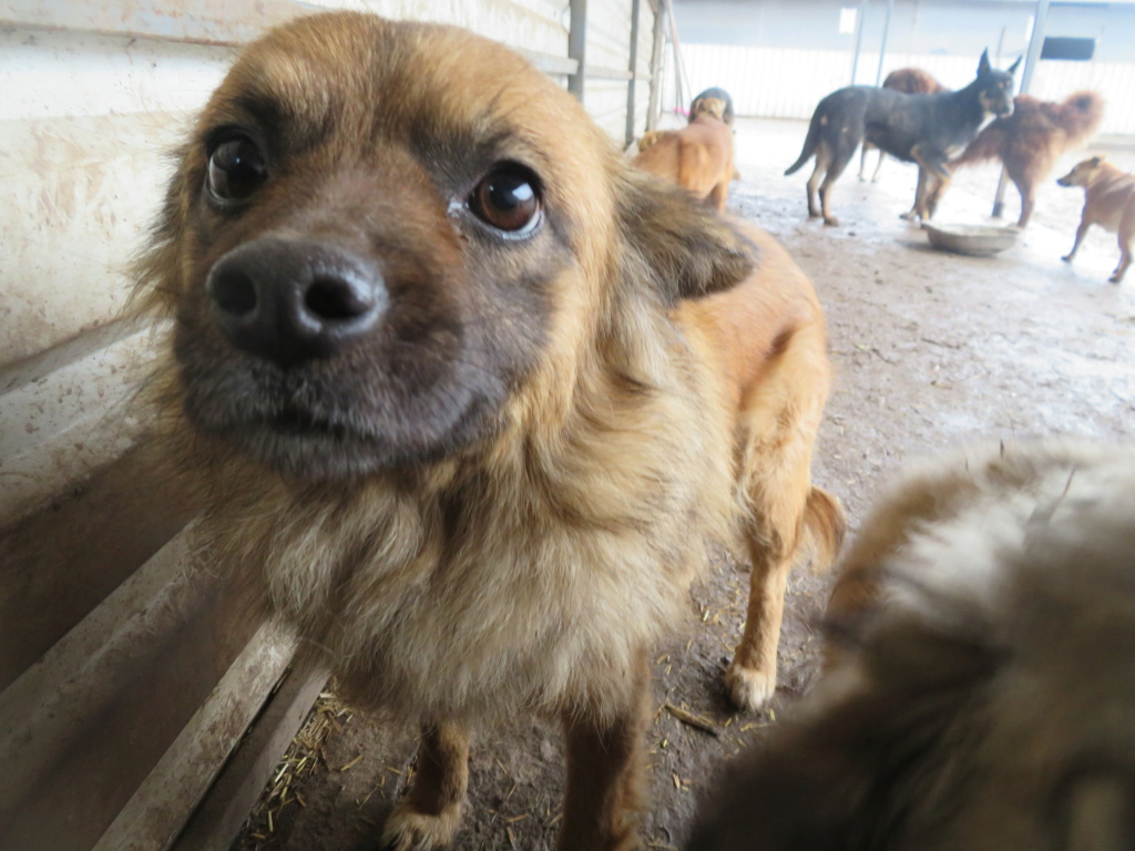 GIPSY (ex GRINCHA) - femelle, de taille petite à moyenne - née environ en mars 2018 - Adoptée par Andrea (92) Grinch16