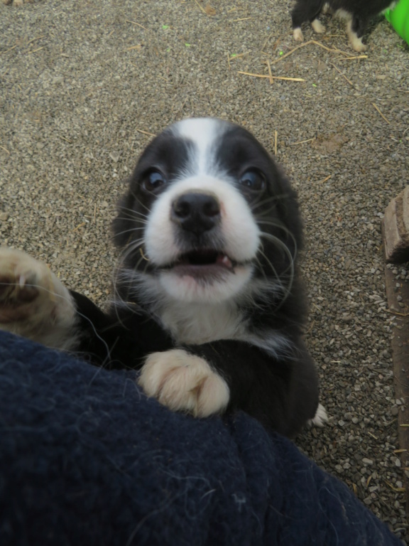 SNOOPY (ex GRUFFI) - chiot mâle, de taille petite à moyenne à l'âge adulte - né environ en octobre 2021 - REMEMBER ME LAND - Adopté par Émilie et Yohan (49)  Gruffi14