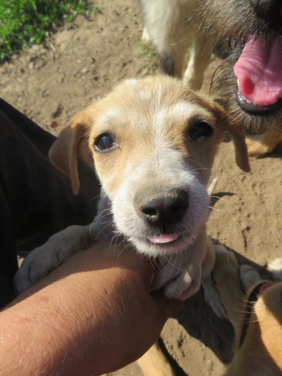 SIMBA (ex HELLIOT) - chiot mâle, de petite taille à l'âge adulte - né environ en avril 2021 - REMEMBER ME LAND - En FA chez Mélanie (27) / ADOPTÉ par Mélanie et Cédric (depart27)  Hellio11