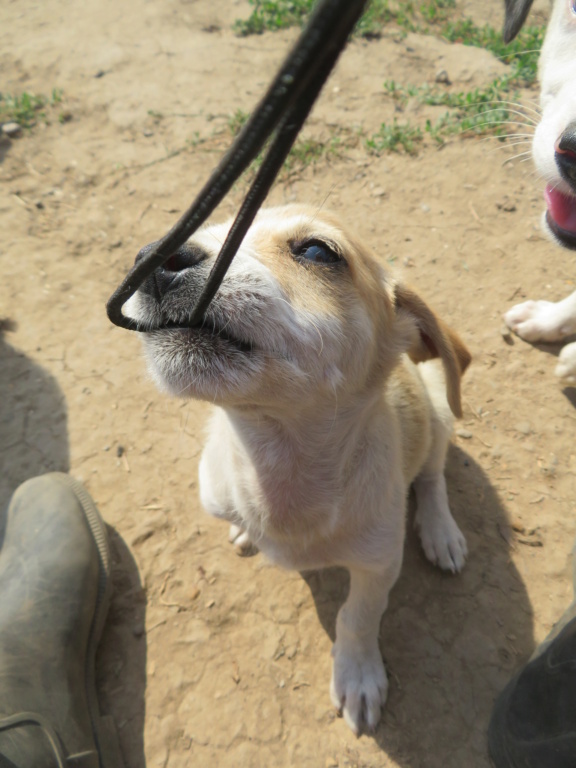 SIMBA (ex HELLIOT) - chiot mâle, de petite taille à l'âge adulte - né environ en avril 2021 - REMEMBER ME LAND - En FA chez Mélanie (27) / ADOPTÉ par Mélanie et Cédric (depart27)  Hellio23