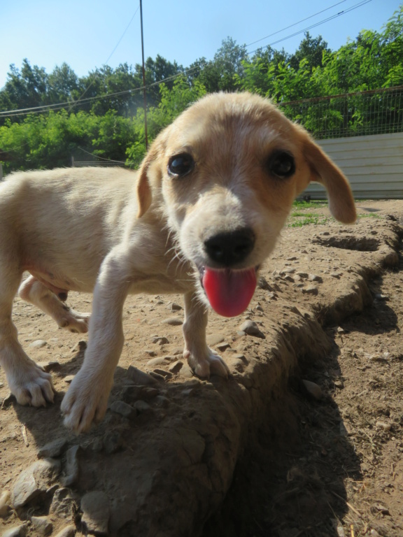 SIMBA (ex HELLIOT) - chiot mâle, de petite taille à l'âge adulte - né environ en avril 2021 - REMEMBER ME LAND - En FA chez Mélanie (27) / ADOPTÉ par Mélanie et Cédric (depart27)  Hellio24