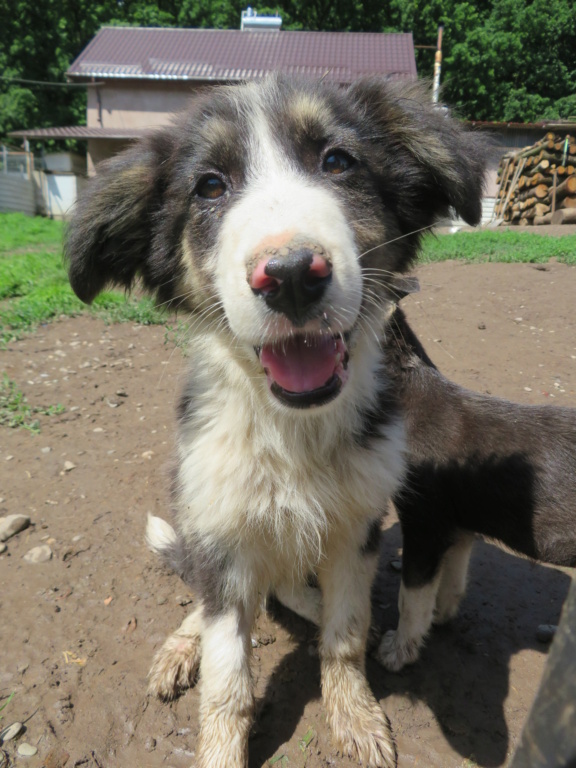 BLOOM (ex HORIZON) - chiot mâle, de taille moyenne à l'âge adulte - né environ en mars 2021 - REMEMBER ME LAND - Adopté par Mélanie et Loann (Suisse)  Horizo24