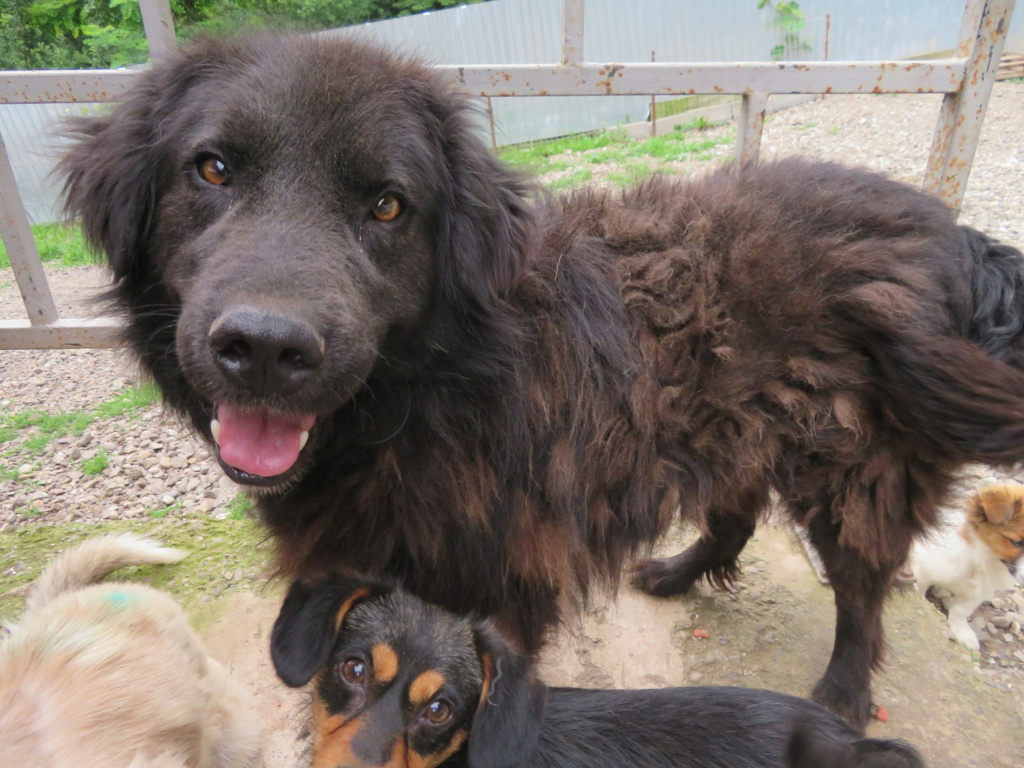 PRINCE (ex HUNTER) - mâle tri-pattes, de taille moyenne - né environ en juin 2019 - (fourrière de Giurgiu) - REMEMBER ME LAND - ADOPTE PAR Sylvie (06)  Hunter12