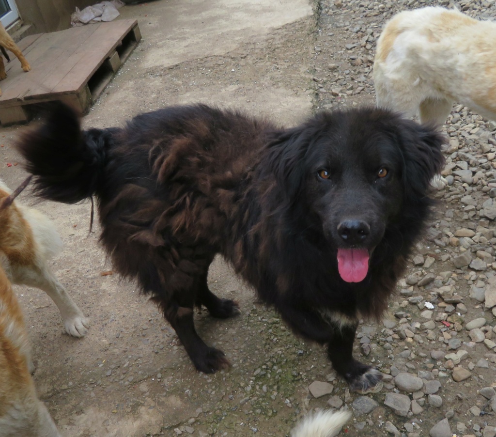 PRINCE (ex HUNTER) - mâle tri-pattes, de taille moyenne - né environ en juin 2019 - (fourrière de Giurgiu) - REMEMBER ME LAND - ADOPTE PAR Sylvie (06)  Hunter16