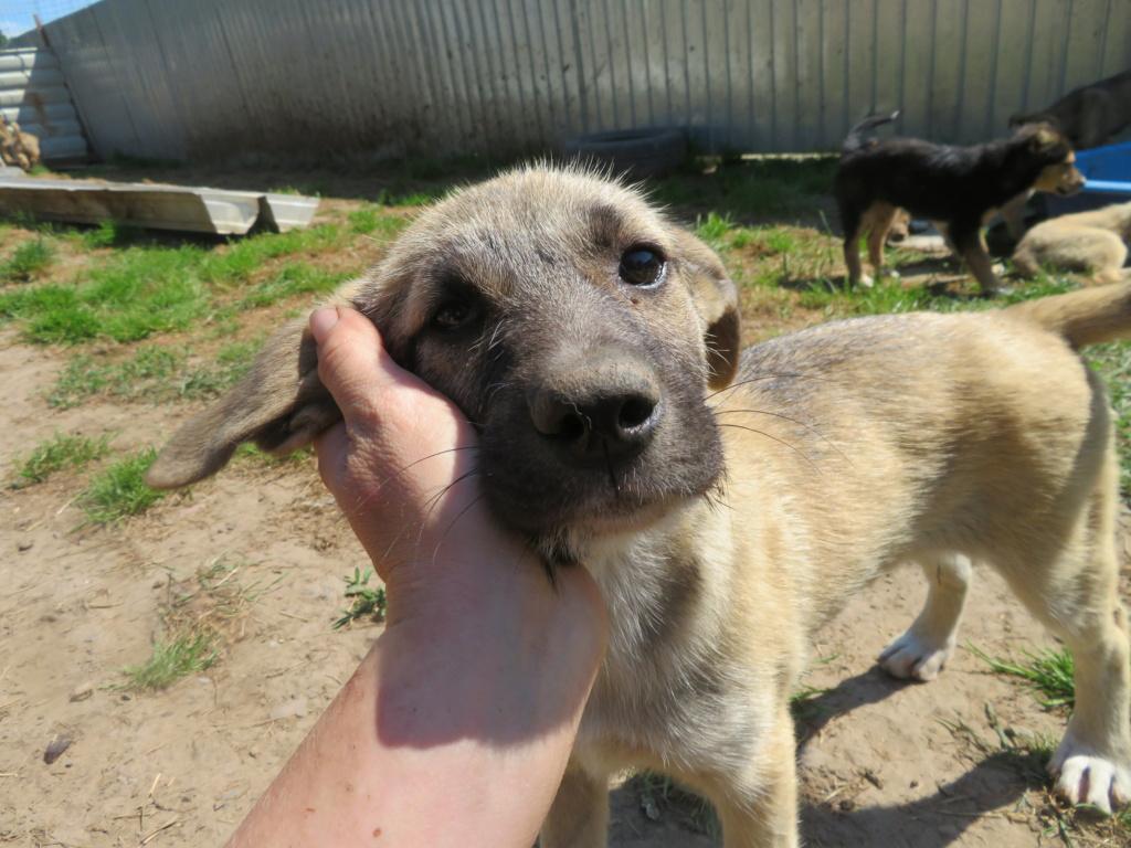 TOSCANE (ex INDIA) - chiot femelle, de taille moyenne à l'âge adulte - née environ en début février 2021 - Adoptée par Marianne (Belgique) India_16