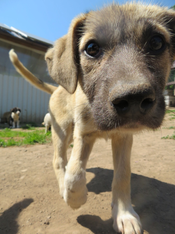 TOSCANE (ex INDIA) - chiot femelle, de taille moyenne à l'âge adulte - née environ en début février 2021 - Adoptée par Marianne (Belgique) India_22