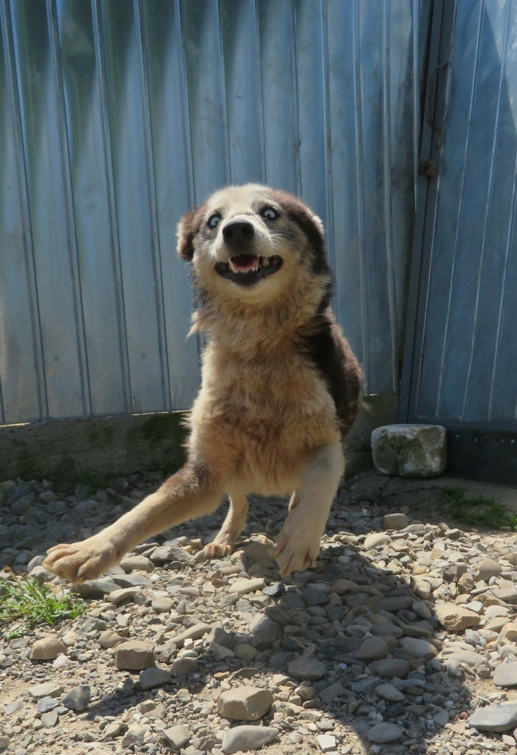 INOOKA - femelle typée husky, de taille moyenne - née en mai 2018 - REMEMBER ME LAND - Adoptée par Nathanaël (72)  Inooka16