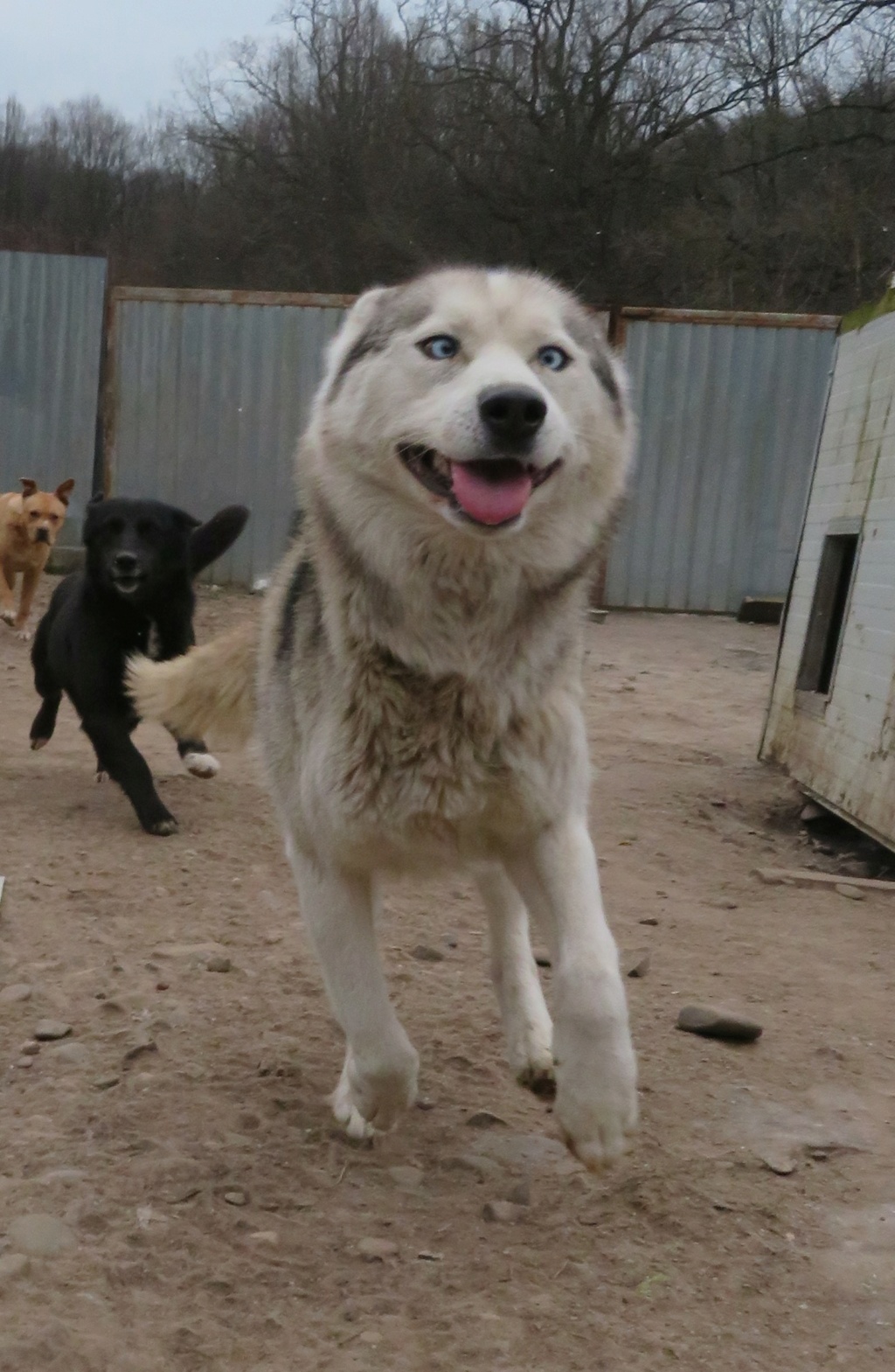 SKY (ex INUIT) - mâle husky , de taille moyenne - né environ en janvier 2019 - REMEMBER ME LAND - Adopté par Dounia et Alexandre (1180 - Belgique)  Inuit_16