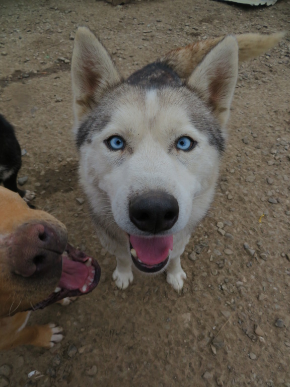 SKY (ex INUIT) - mâle husky , de taille moyenne - né environ en janvier 2019 - REMEMBER ME LAND - Adopté par Dounia et Alexandre (1180 - Belgique)  Inuit_27