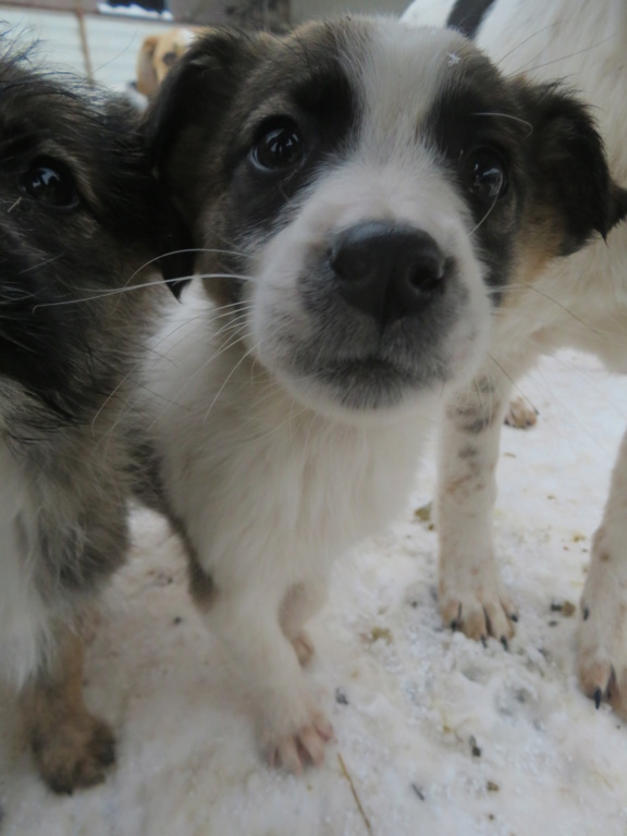 HAPKINE (ex IOULE) - chiot femelle, de taille moyenne à l'âge adulte - née environ en octobre 2021 - REMEMBER ME LAND - Adoptée par Anne Sophie (54)  Ioule_17