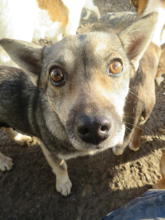 IRMA - femelle, de petite taille - née environ en janvier 2019 - REMEMBER ME LAND - Adoptée par Charline (95)  Irma_113