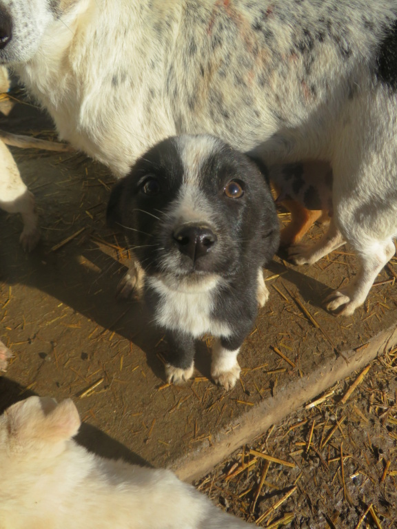 SALLY (ex IVOINE) - chiot femelle, de taille moyenne à l'âge adulte - née environ en novembre 2021 - REMEMBER ME LAND - Adoptée par Katia (57)  Ivoine18