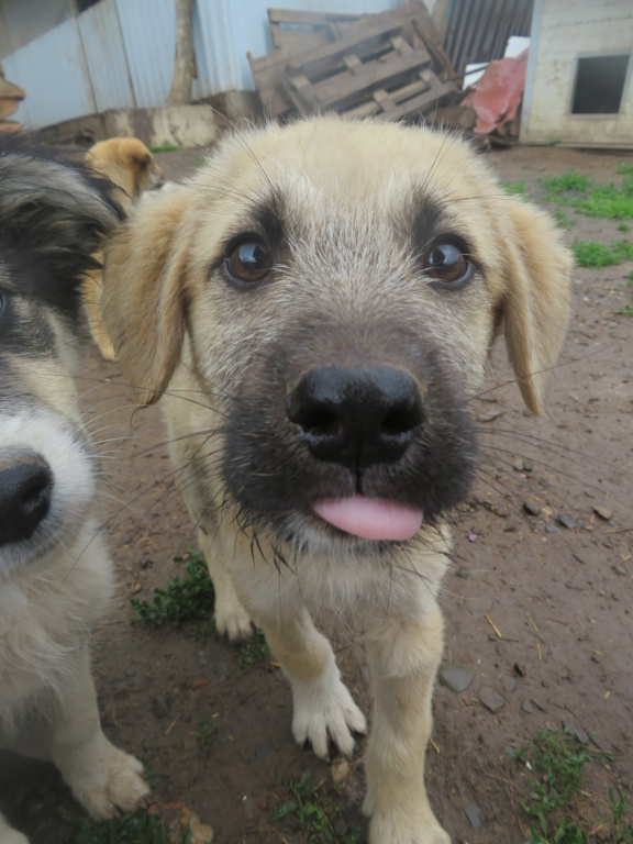 TCHOUPY  (ex JAIPUR) - chiot mâle, de taille moyenne à l'âge adulte - né environ en fin janvier 2021 - en FA chez LILI (Roumanie) - Adopté par Lucie (69)  Jaipur12