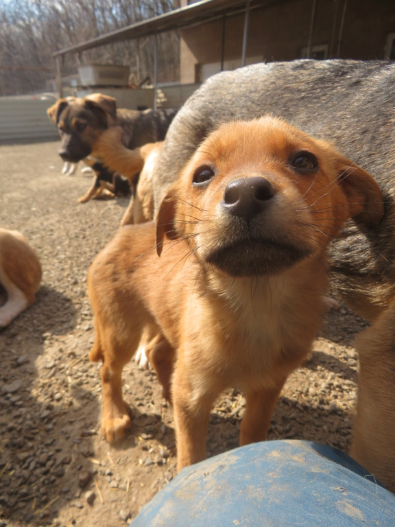 BELLA (ex JOBI) - chiot femelle , de taille moyenne à l'âge adulte - née environ en novembre 2021 - REMEMBER ME LAND - Adoptée par Pauline (38)  Jobi_112