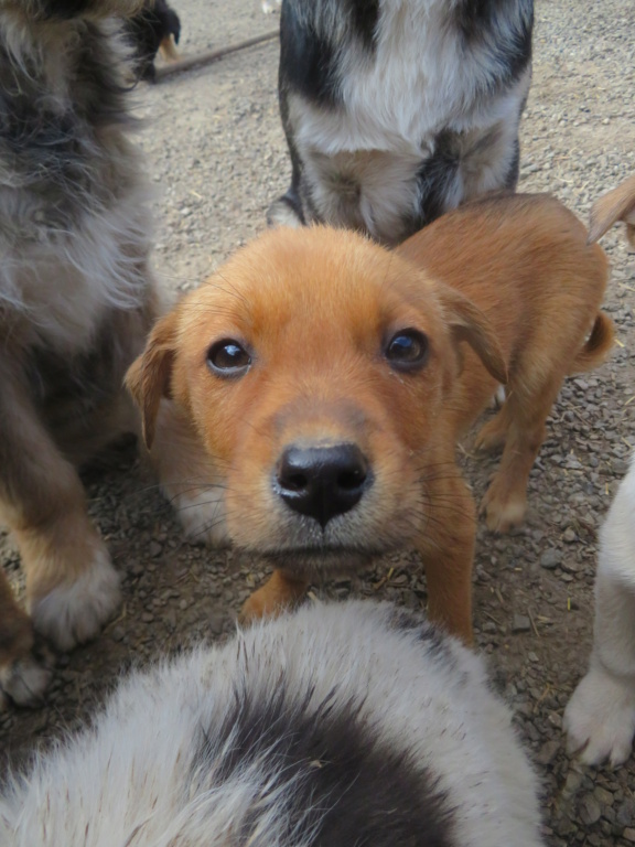 BELLA (ex JOBI) - chiot femelle , de taille moyenne à l'âge adulte - née environ en novembre 2021 - REMEMBER ME LAND - Adoptée par Pauline (38)  Jobi_510