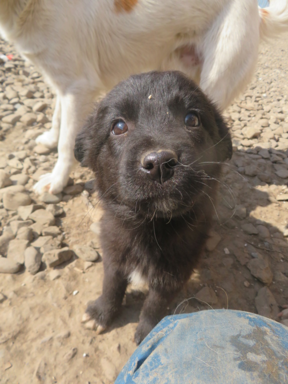 HARU (ex JOLIE) - chiot femelle, de taille moyenne à l'âge adulte - née environ en décembre 2021 - REMEMBER ME LAND - Adoptée par Victor (67)  Jolie_15