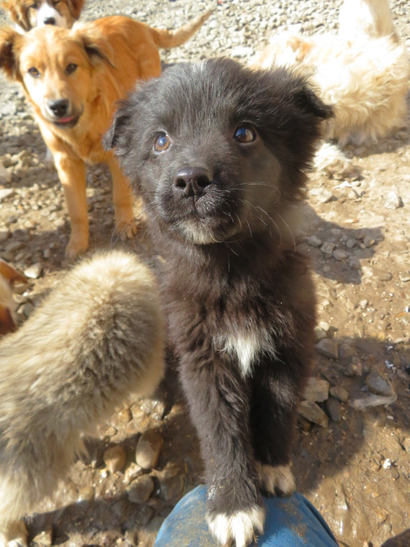 LOVE (ex JONG) - chiot mâle, de taille moyenne à l'âge adulte - né environ en décembre 2021 - REMEMBER ME LAND - Adopté par Sabine (16)  Jong_510