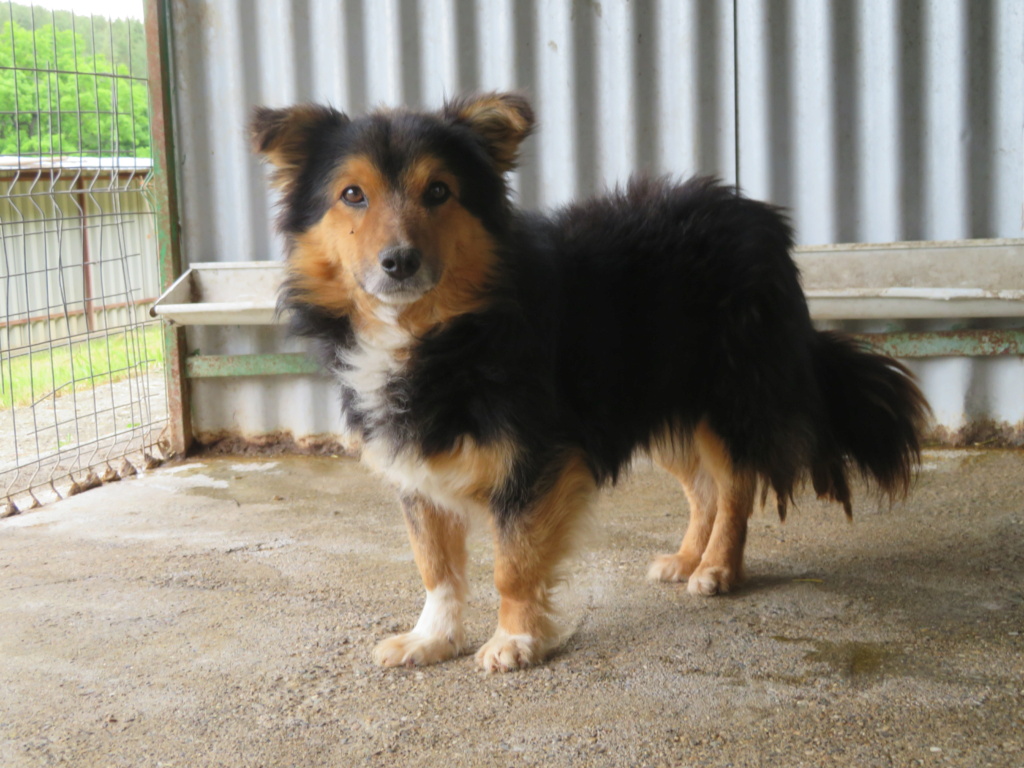 JUNGLE - mâle, de taille petite à moyenne, né environ mars 2012 - REMEMBER ME LAND - Adopté par Claire (4287 - Belgique) Jungle18