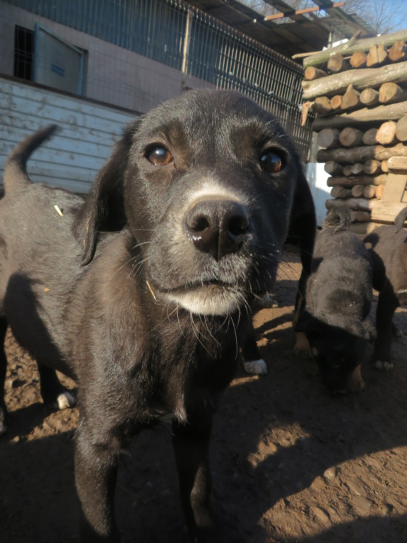 BELLA (ex KAEDE) - chiot femelle, de taille moyenne à l'âge adulte - née environ en septembre 2020 - REMEMBER ME LAND - Adoptée par Jasmine (Belgique)  Kaede_13