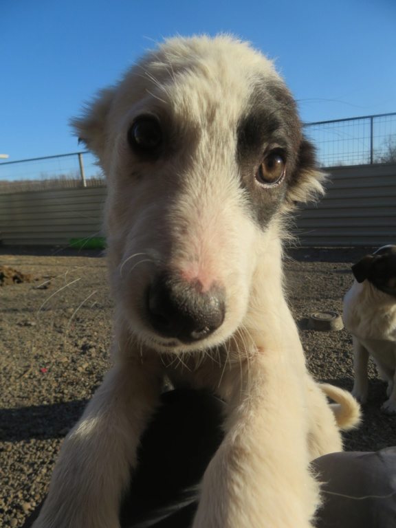 KISKA - chiot femelle, de taille moyenne à l'âge adulte - née environ en octobre 2021 - REMEMBER ME LAND - Adoptée par Caroline (4431 - Belgique)  Kiska_14