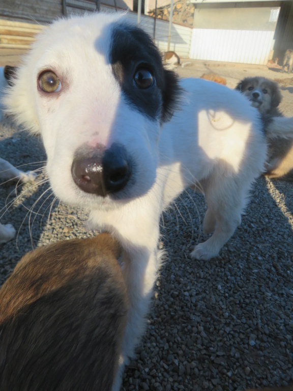 KISKA - chiot femelle, de taille moyenne à l'âge adulte - née environ en octobre 2021 - REMEMBER ME LAND - Adoptée par Caroline (4431 - Belgique)  Kiska_23