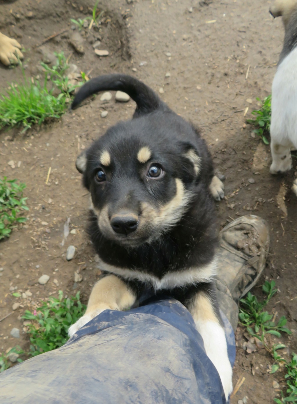 SHIVA (ex KIWENN) - chiot femelle, de taille moyenne à l'âge adulte - née environ en février 2021 - REMEMBER ME LAND - Adoptée par Marina et Nicolas (68) Kiwenn13