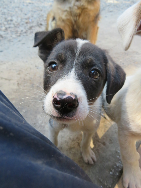 HESTIA (ex KOUMA) - chiot femelle, de taille moyenne à l'âge adulte - née environ en avril 2021 - REMEMBER ME LAND - Adoptée par Alexia (68)  Kouma_20