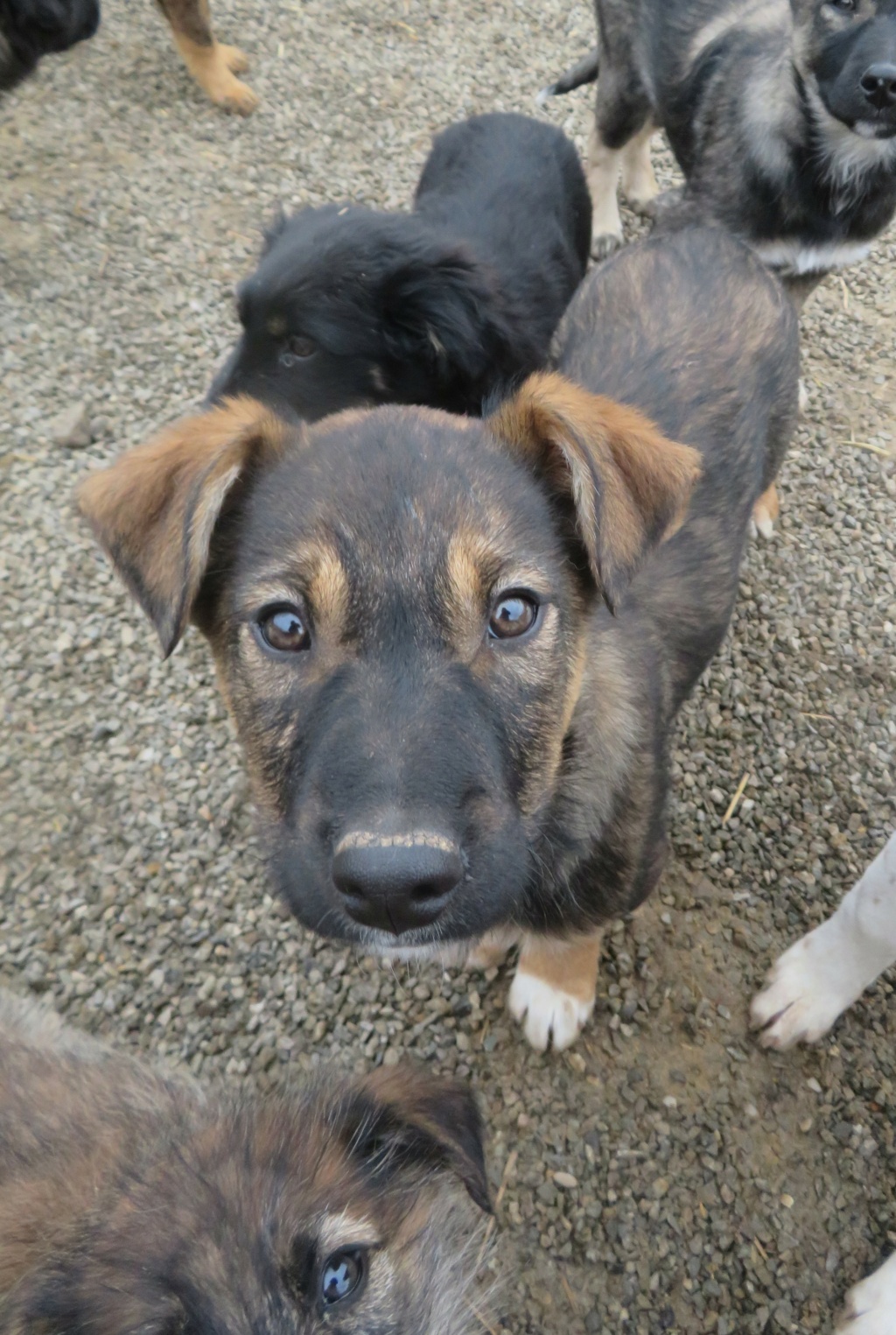 BELLA (ex KUBE) - chiot femelle, de taille moyenne à grande à l'âge adulte - née environ en septembre 2021 - REMEMBER ME LAND - Adoptée par Mickaël et Margo ( 13) Kube_112