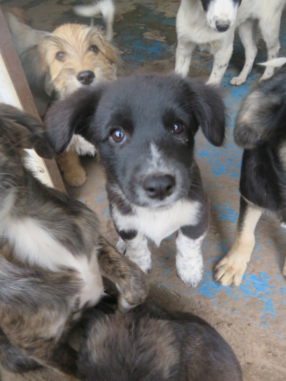 SUZIE (ex LALI) - chiot femelle , de petite taille à l'âge adulte - née environ en mai 2021 - REMEMBER ME LAND - Adoptée par Véronique (88)  Lali_110