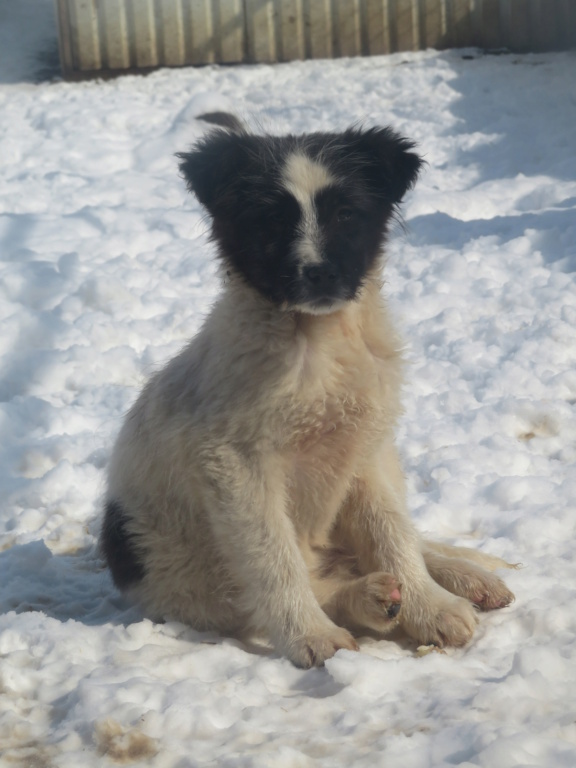 FREYA (ex LAVANDE) - chiot femelle, de taille moyenne à l'âge adulte - née environ en novembre 2020 - REMEMBER ME LAND - Adoptée par France (67) Lavand22