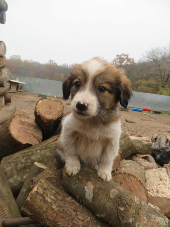 NOVA (ex LEAA) - chiot femelle, de taille petite à moyenne à l'âge adulte - née environ en mi août 2020 - REMEMBER ME LAND - Adopté par Marion (68)  Leaa_114