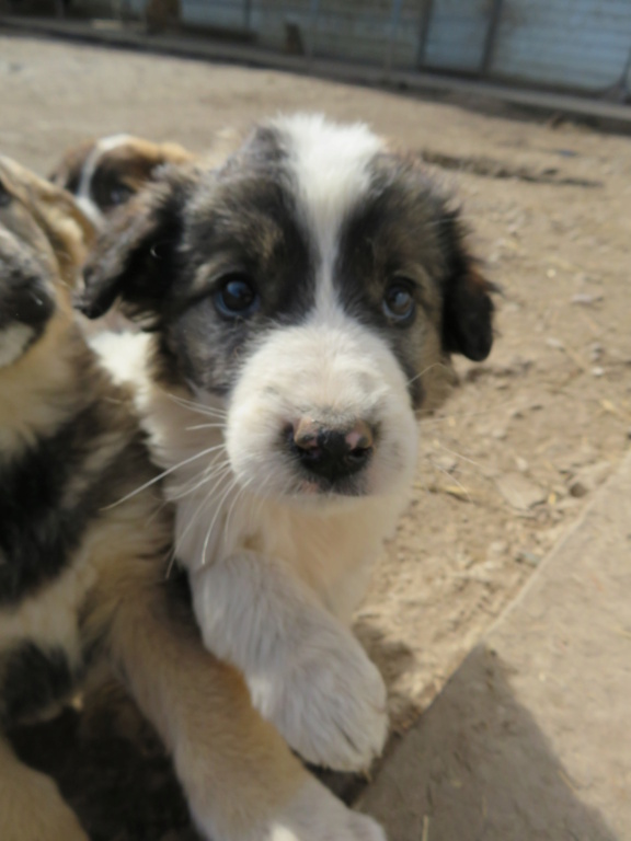 LEIRIA - chiot femelle, de taille moyenne à l'âge adulte - née environ fin novembre 2020 - REMEMBER ME LAND - décédée Leiria16