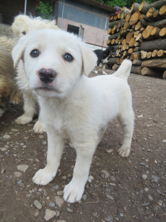 LILWENN - chiot femelle, de taille moyenne à l'âge adulte - née environ en février 2021 - REMEMBER ME LAND - Adoptée par Aurélie et Alexandre (67) Lilwen21