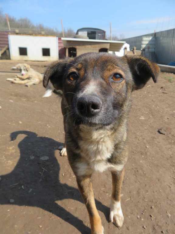 LULU (ex LIOO) - femelle, de petite taille, née environ en avril 2019 (fourrière de Roman) - Adoptée par Rachel (87) Lioo_112