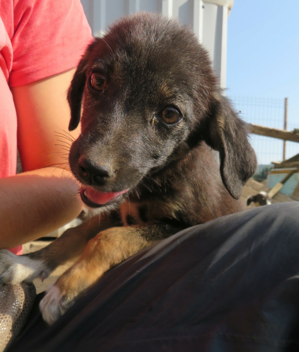 LOFTY - chiot femelle, de taille petite à moyenne à l'âge adulte - née environ en mai 2021 - REMEMBER ME LAND/DÉCÉDÉE  Lofty_22