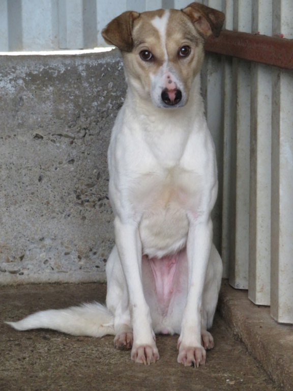 LOTTIE !! + de 3 ans de box !! femelle, de taille petite à moyenne - née en décembre 2018 - (fourrière de Roman) - REMEMBER ME LAND Lottie11