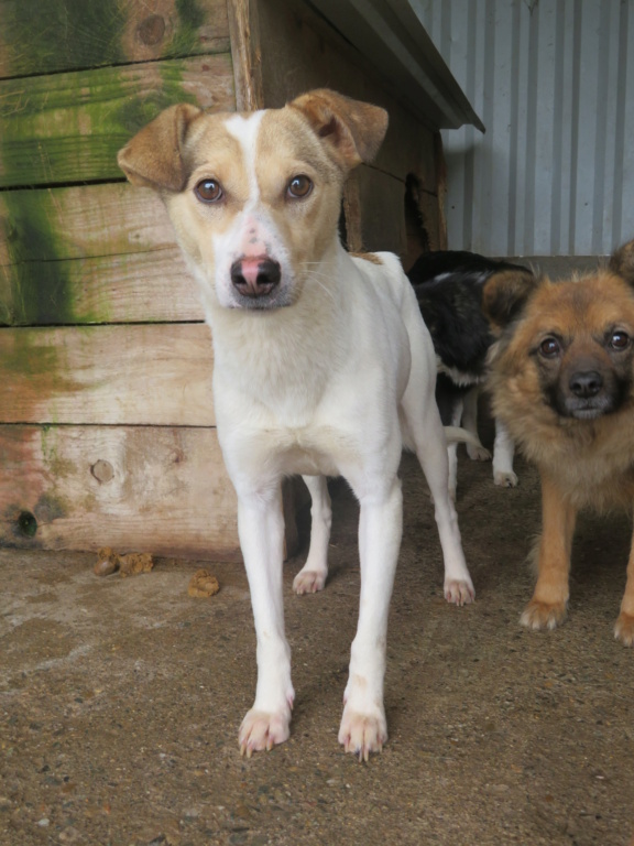 LOTTIE !! + de 3 ans de box !! femelle, de taille petite à moyenne - née en décembre 2018 - (fourrière de Roman) - REMEMBER ME LAND Lottie18