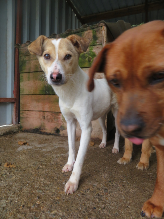 LOTTIE !! + de 3 ans de box !! femelle, de taille petite à moyenne - née en décembre 2018 - (fourrière de Roman) - REMEMBER ME LAND Lottie21