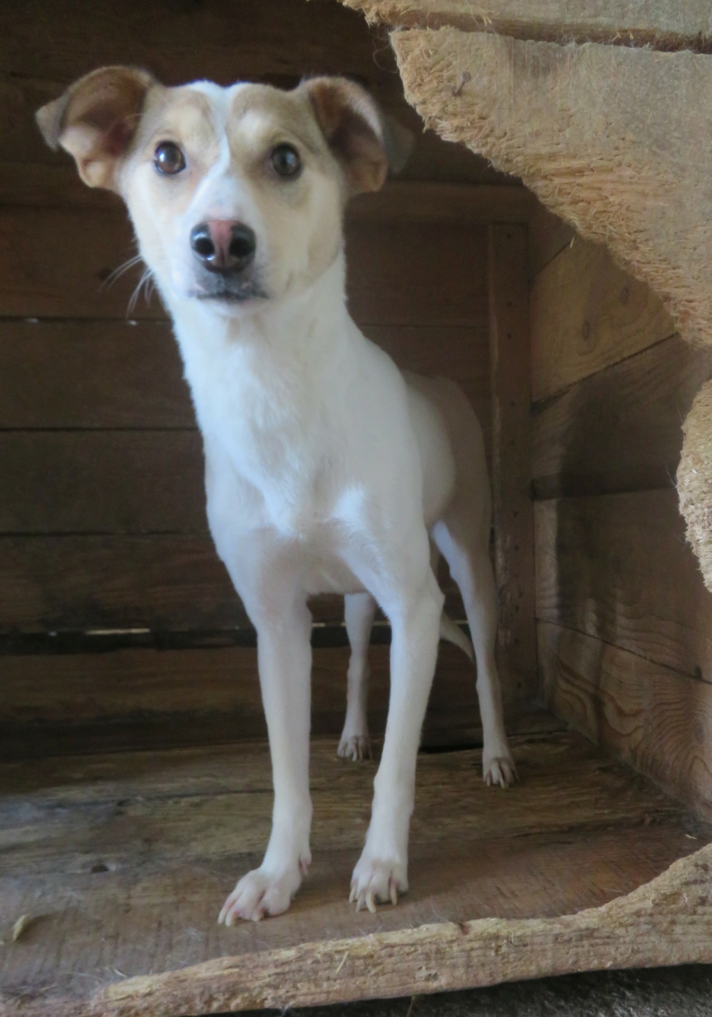 LOTTIE !! + de 3 ans de box !! femelle, de taille petite à moyenne - née en décembre 2018 - (fourrière de Roman) - REMEMBER ME LAND Lottie23