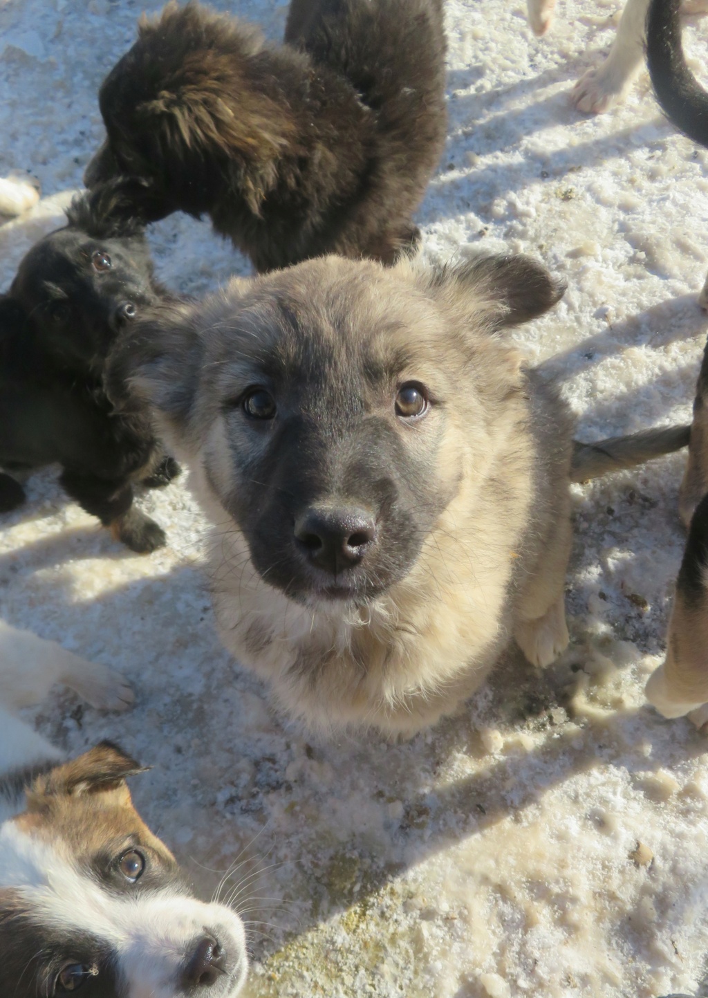 TEEMO (ex LOUXOR) - chiot mâle, de taille moyenne à grande à l'âge adulte - né environ en septembre 2021 - REMEMBER ME LAND - Adopté par Julien et Juliette (49)  Louxor10