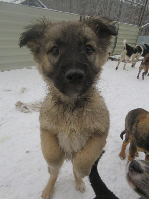 TEEMO (ex LOUXOR) - chiot mâle, de taille moyenne à grande à l'âge adulte - né environ en septembre 2021 - REMEMBER ME LAND - Adopté par Julien et Juliette (49)  Louxor18