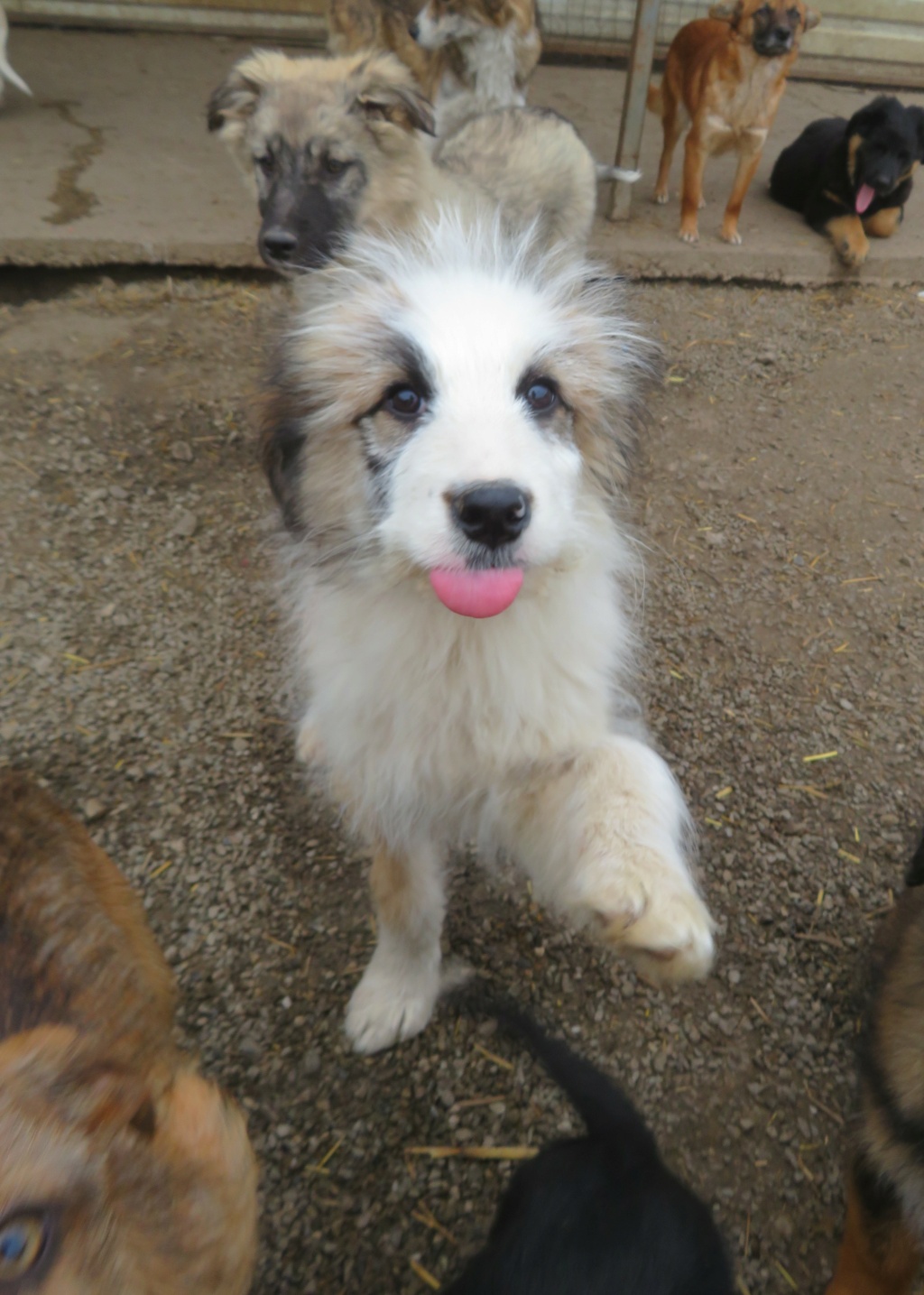 PONYO (ex LUIS) - chiot mâle, de taille moyenne à l'âge adulte - né environ en août 2021 - REMEMBER ME LAND - Adopté par Brigida (2300 - Suisse)  Luis_114