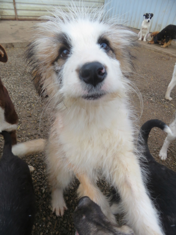 PONYO (ex LUIS) - chiot mâle, de taille moyenne à l'âge adulte - né environ en août 2021 - REMEMBER ME LAND - Adopté par Brigida (2300 - Suisse)  Luis_310