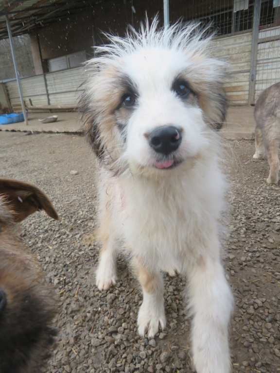 PONYO (ex LUIS) - chiot mâle, de taille moyenne à l'âge adulte - né environ en août 2021 - REMEMBER ME LAND - Adopté par Brigida (2300 - Suisse)  Luis_410