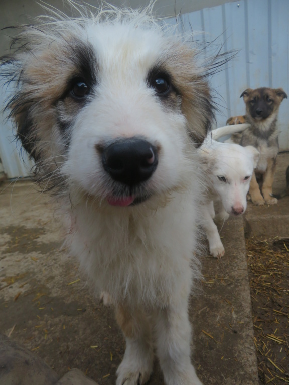 PONYO (ex LUIS) - chiot mâle, de taille moyenne à l'âge adulte - né environ en août 2021 - REMEMBER ME LAND - Adopté par Brigida (2300 - Suisse)  Luis_510